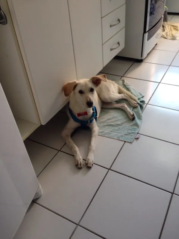 Cachorro ra a Sem raça definida idade 1 ano nome Princesa
