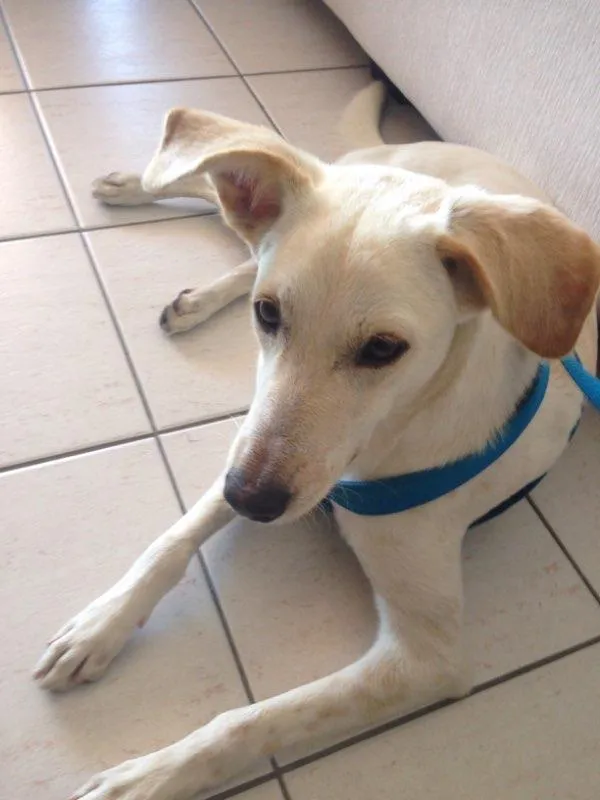 Cachorro ra a Sem raça definida idade 1 ano nome Princesa
