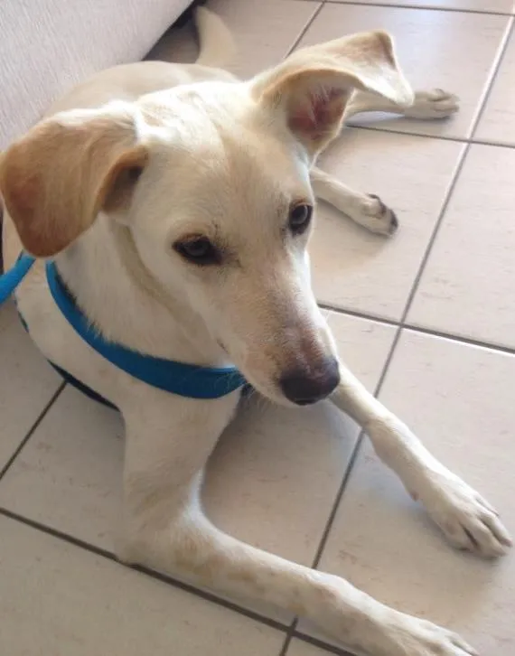 Cachorro ra a Sem raça definida idade 1 ano nome Princesa