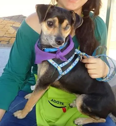 Cachorro ra a SRD idade 2 anos nome Pirata