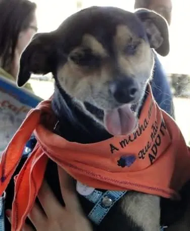 Cachorro ra a SRD idade 2 anos nome Pirata