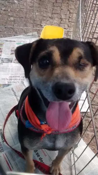 Cachorro ra a SRD idade 2 anos nome Pirata