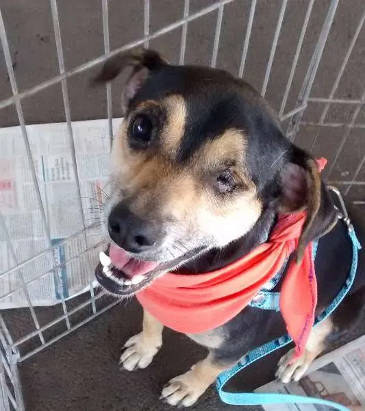 Cachorro ra a SRD idade 2 anos nome Pirata