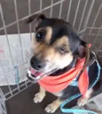 Pirata
