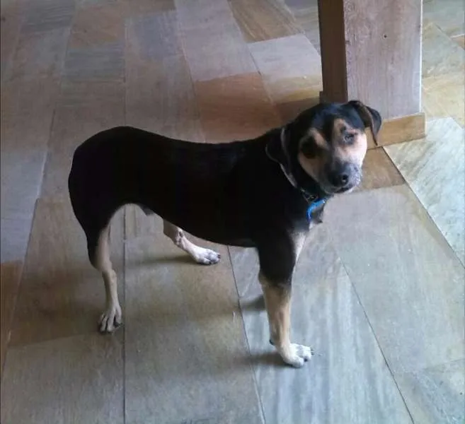 Cachorro ra a SRD idade 2 anos nome Pirata