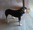 Pirata