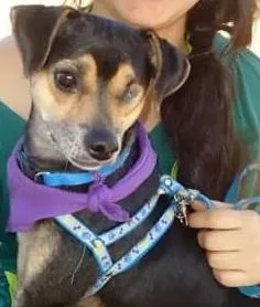 Cachorro raça SRD idade 2 anos nome Pirata