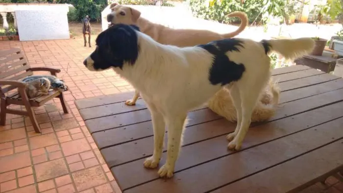 Cachorro ra a Mestiço Border Collie idade 1 ano nome Gabriel