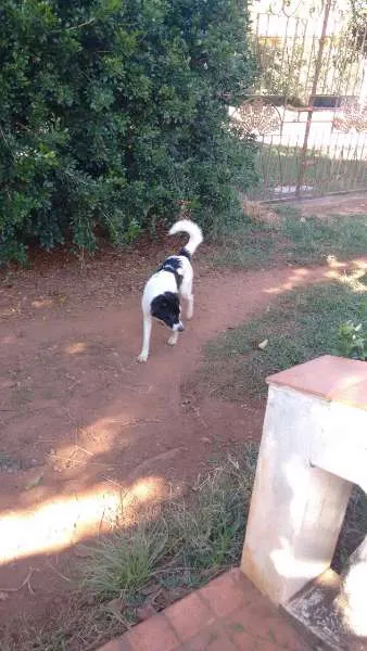 Cachorro ra a Mestiço Border Collie idade 1 ano nome Gabriel