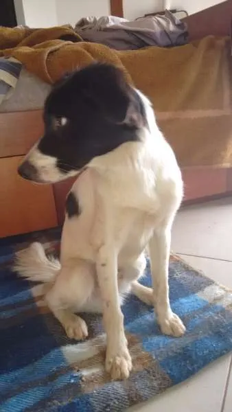 Cachorro ra a Mestiço Border Collie idade 1 ano nome Gabriel