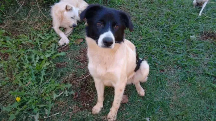 Cachorro ra a Mestiço Border Collie idade 1 ano nome Gabriel
