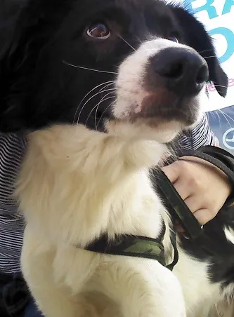 Cachorro ra a Mestiço Border Collie idade 1 ano nome Gabriel