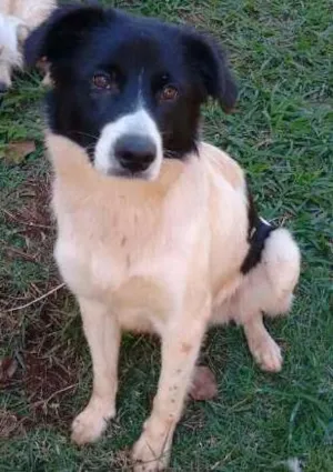 Cachorro raça Mestiço Border Collie idade 1 ano nome Gabriel