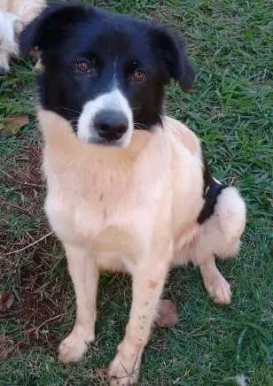 Cachorro ra a Mestiço Border Collie idade 1 ano nome Gabriel