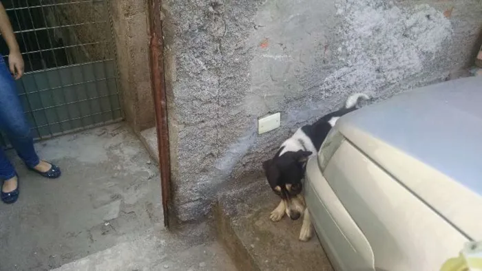 Cachorro ra a Indefinido idade 3 anos nome Fred