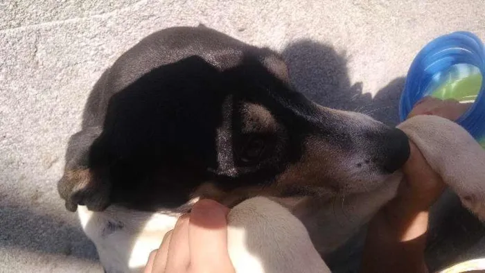 Cachorro ra a Indefinido idade 3 anos nome Fred