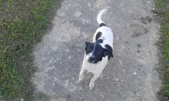 Cachorro ra a SRD idade 2 a 6 meses nome Sem Nome