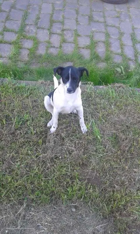 Cachorro ra a SRD idade 2 a 6 meses nome Sem Nome