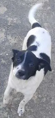 Cachorro ra a SRD idade 2 a 6 meses nome Sem Nome