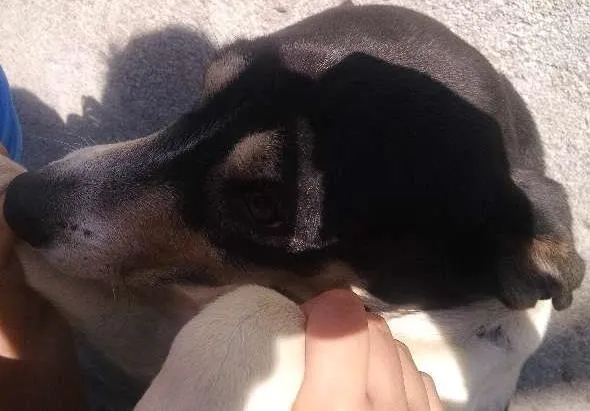 Cachorro ra a Indefinido idade 3 anos nome Fred