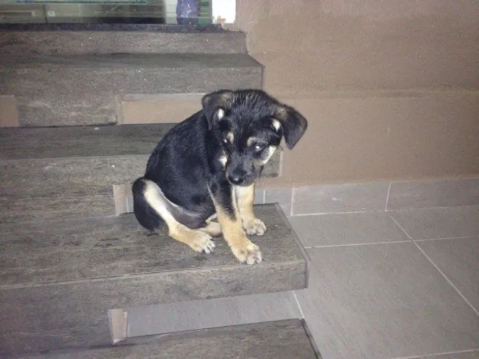 Cachorro ra a Mistura idade 2 a 6 meses nome Rec