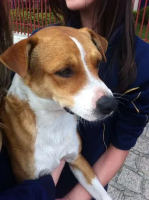 Cachorro raça SRD idade 7 a 11 meses nome Pequeno