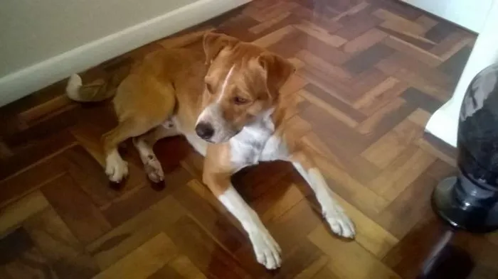 Cachorro ra a SRD idade 7 a 11 meses nome Pequeno