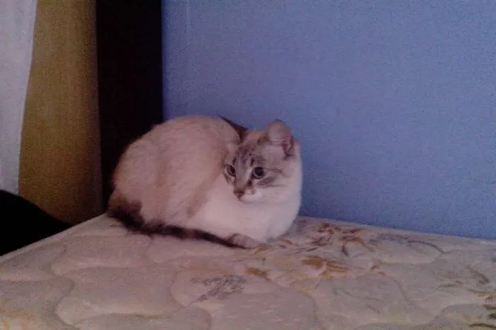 Gato ra a  idade 1 ano nome Melissa