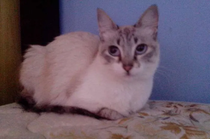 Gato ra a  idade 1 ano nome Melissa