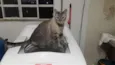 Nina