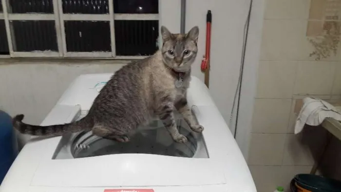 Gato ra a Vira lata idade 4 anos nome Nina