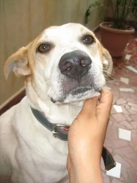 Cachorro ra a Vira-lata idade 6 ou mais anos nome Dog