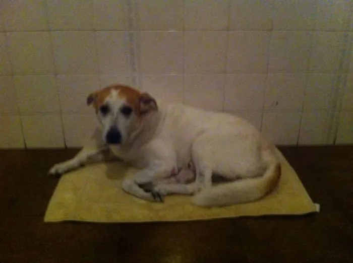 Cachorro ra a Vira-lata idade 6 ou mais anos nome Dog