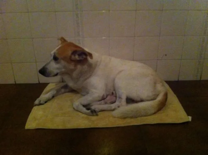 Cachorro ra a Vira-lata idade 6 ou mais anos nome Dog