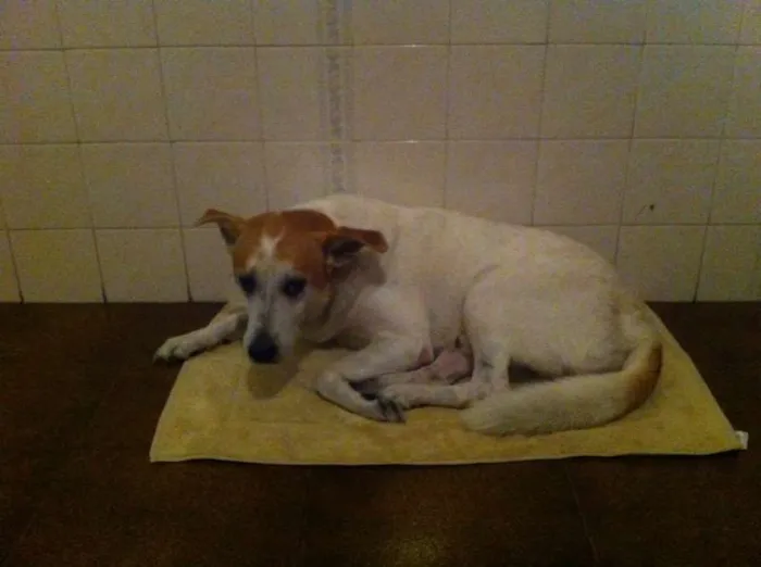 Cachorro ra a Vira-lata idade 6 ou mais anos nome Dog