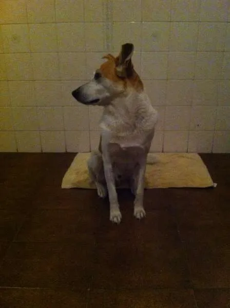 Cachorro ra a Vira-lata idade 6 ou mais anos nome Dog