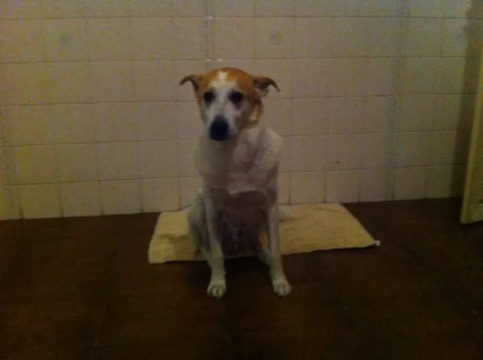 Cachorro ra a Vira-lata idade 6 ou mais anos nome Dog