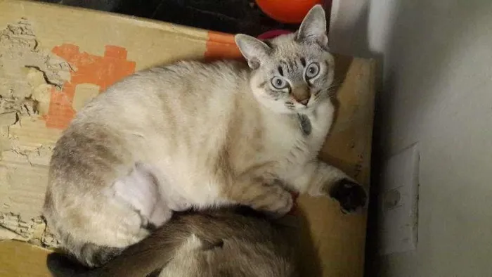 Gato ra a Vira lata idade 2 a 6 meses nome Lili