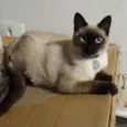 Olaf