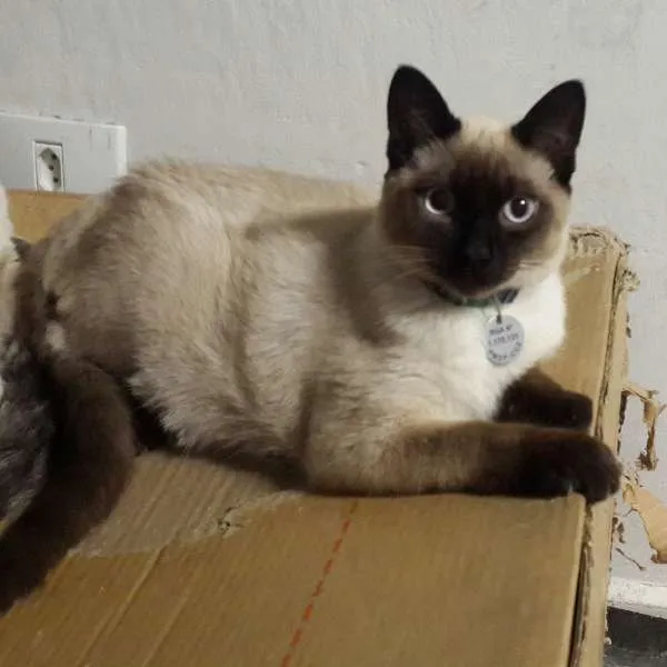 Gato ra a Vira lata idade 2 a 6 meses nome Olaf