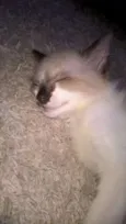 Gengibre