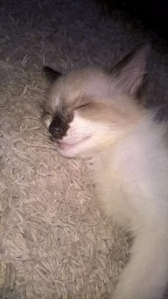Gato raça Sialata idade 2 a 6 meses nome Gengibre