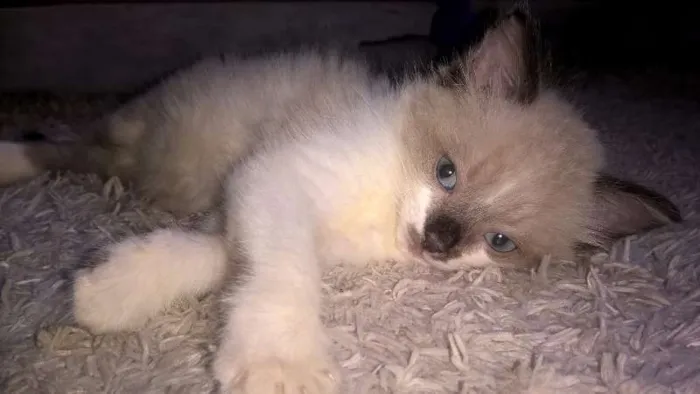 Gato raça Sialata idade 2 a 6 meses nome Gengibre
