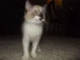 Gengibre