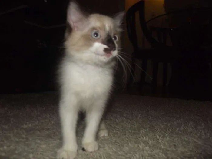 Gato raça Sialata idade 2 a 6 meses nome Gengibre