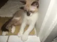 Gengibre