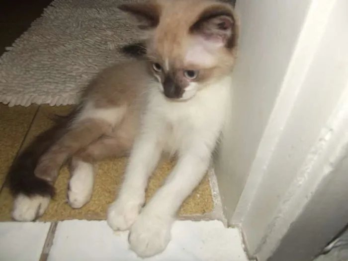 Gato raça Sialata idade 2 a 6 meses nome Gengibre