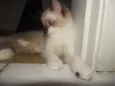 Gengibre