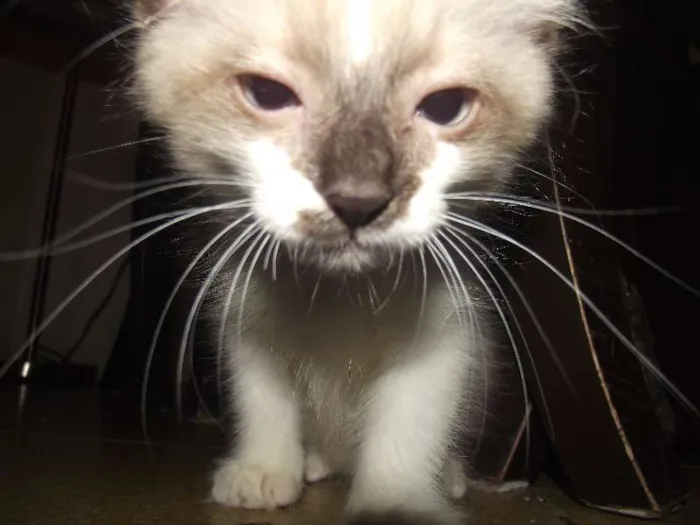 Gato raça Sialata idade 2 a 6 meses nome Gengibre
