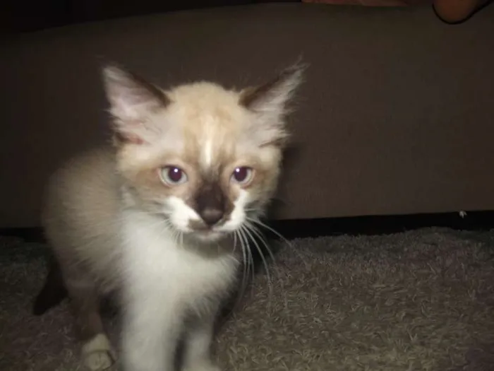 Gato raça Sialata idade 2 a 6 meses nome Gengibre